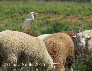 cattle egret (Bubulcus ibis) Laura Noble